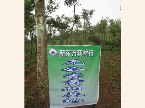 种植基地5