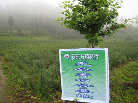 种植基地6