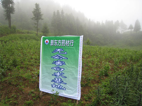 种植基地7