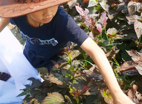 种植基地录像视频