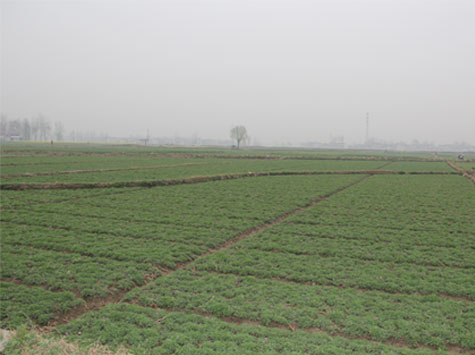 Planting base 1